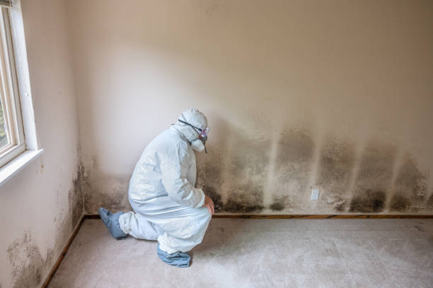 Best Attic Mold Removal  in Omaha, NE